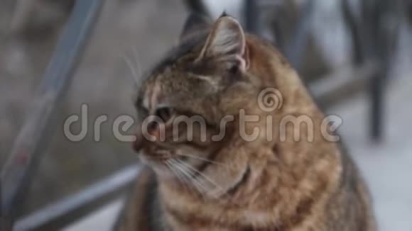 胖毛茸茸的猫坐在街上视频的预览图