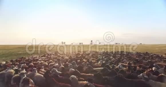 日落时分乌克兰草原上一群羊被空中无人机包围视频的预览图