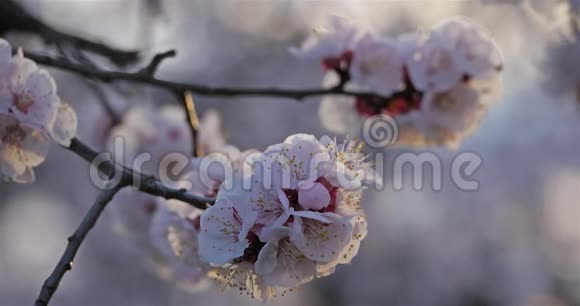 春季杏树视频的预览图