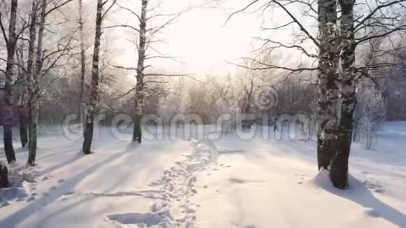 滑雪者穿过雪林视频的预览图