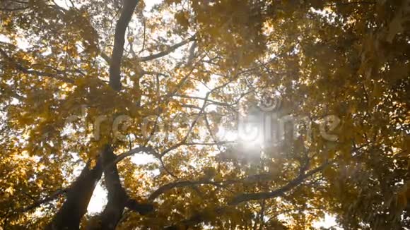 阳光穿过秋天的森林视频的预览图