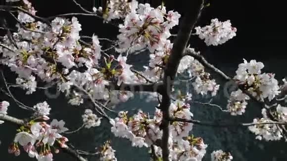 溪边樱花枝视频的预览图