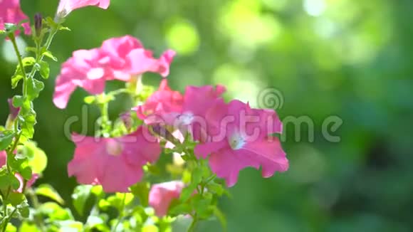 粉红三文鱼牵牛花粉红色的牵牛花在微风中摇曳粉红色矮牵牛花园的花朵特写被吹在视频的预览图