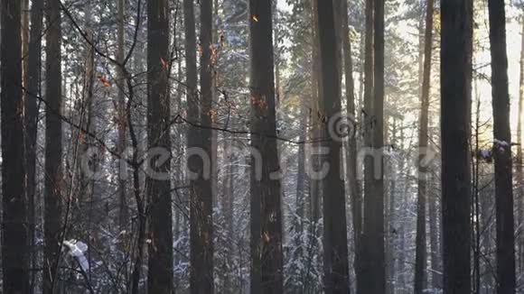 冬天高大的松树视频的预览图