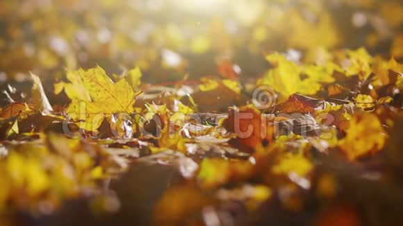 秋天的叶子在傍晚的光线下视频的预览图