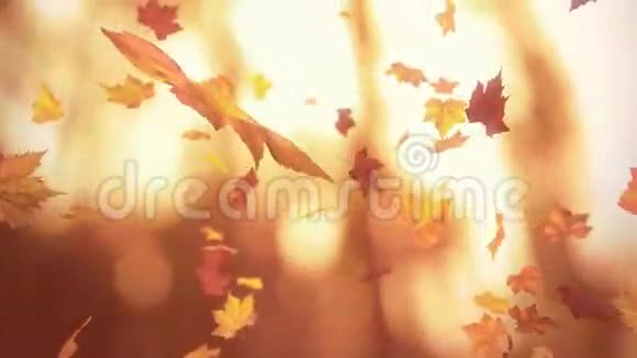 秋天的落叶视频的预览图