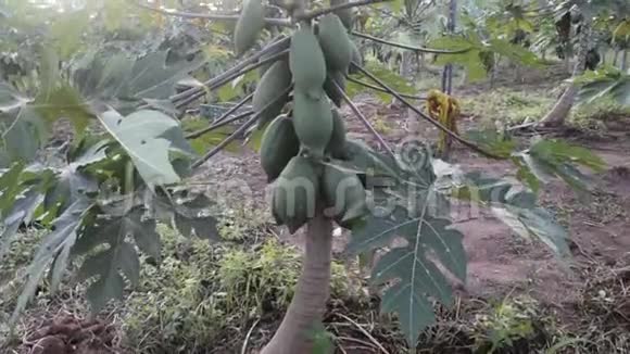 热带人工林上生长着一串木瓜视频的预览图