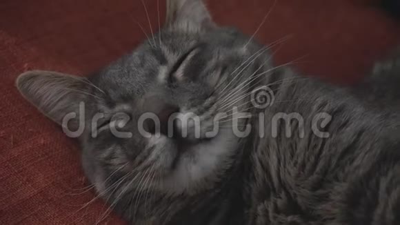 睡觉的灰猫的特写视频的预览图