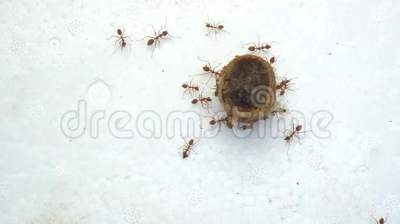 许多蚂蚁吃猪肉视频的预览图