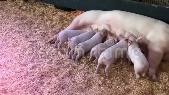 一段小猪喝妈妈牛奶的视频视频的预览图