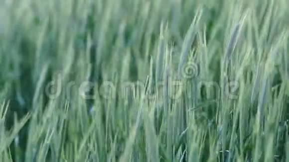 麦子在风中摇摆视频的预览图