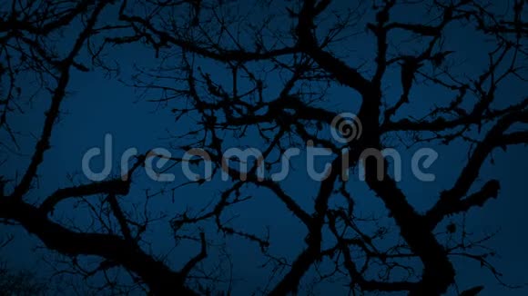 暴风夜上古老的窄枝树枝视频的预览图