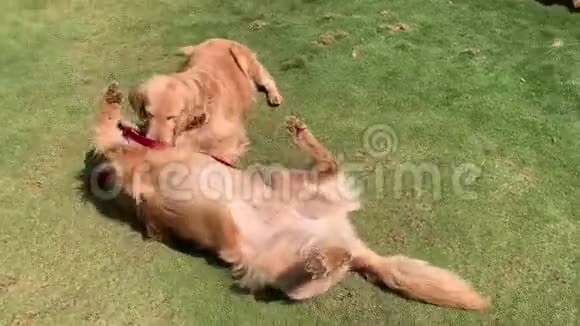 金毛猎犬在大自然中玩耍和享受视频的预览图
