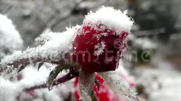 初雪落在玫瑰上视频的预览图