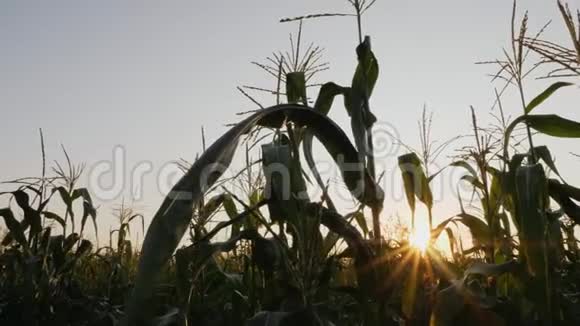 有太阳的玉米地视频的预览图