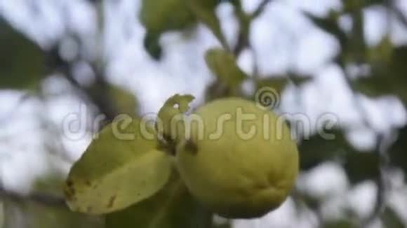 柑橘树中的绿色柠檬水果视频的预览图
