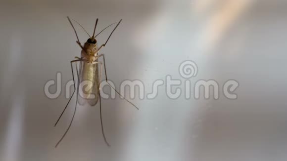 窗户玻璃上的蚊子视频的预览图