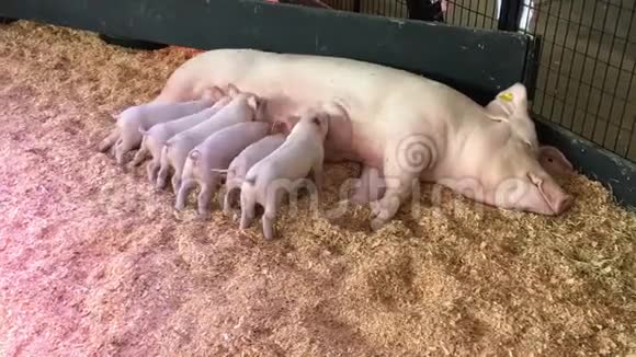一段小猪喝妈妈牛奶的视频视频的预览图