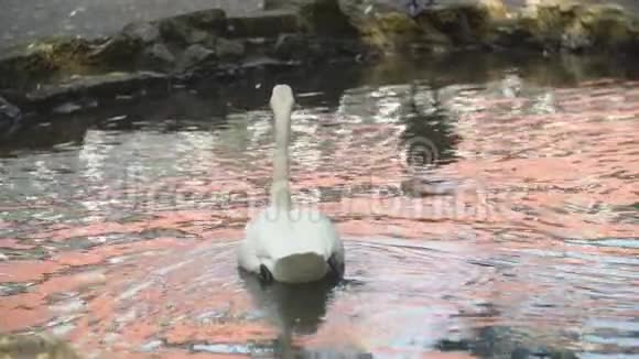 天鹅在草坪里游泳视频的预览图
