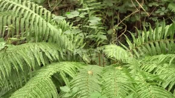 森林里的蕨类植物视频的预览图