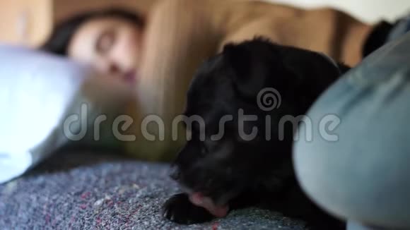 躺在床上舔爪子的黑狗视频的预览图