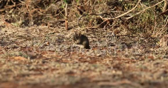 非洲草鼠喂养视频的预览图