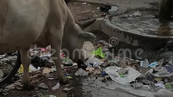 牛在街上吃垃圾垃圾污垢贫困印度视频的预览图