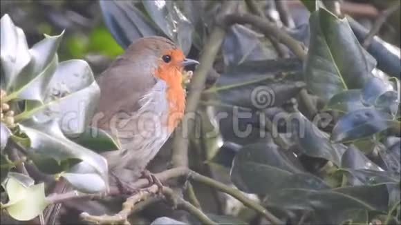 英国知更鸟红胸鸟在树顶歌唱麻雀鸟视频的预览图