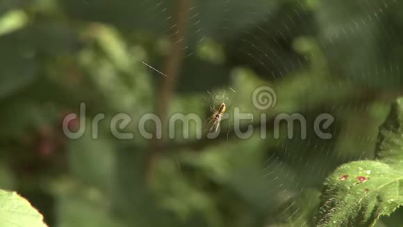 蜘蛛在它的网络中心视频的预览图