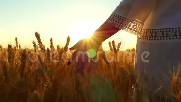 一只雌性的手在日落背景下缓慢地触摸着田野中的麦穗视频的预览图