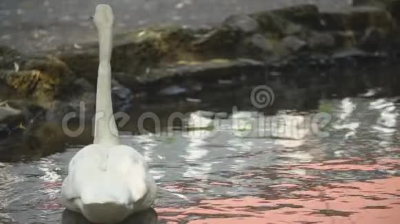 天鹅在草坪里游泳视频的预览图