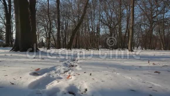 公园里的乌鸦和雪视频的预览图