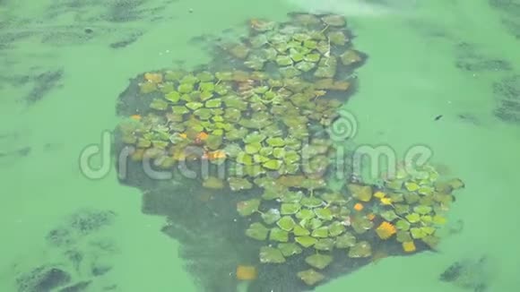 藻类在水上游泳视频的预览图