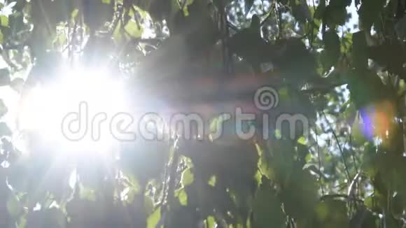 阳光透过树叶照射进来视频的预览图