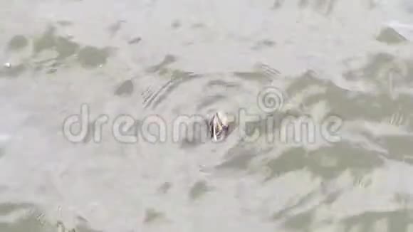 贝壳湖漂浮在水面上视频的预览图