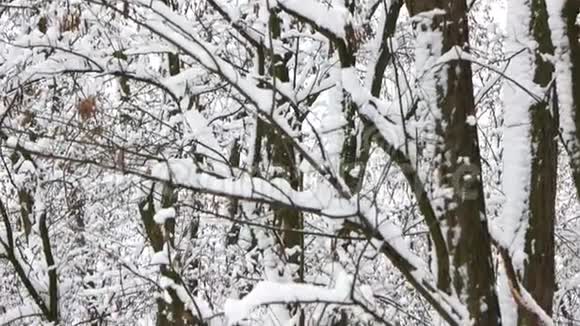 冬天的森林里有雪树视频的预览图