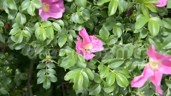 野玫瑰灌木视频的预览图