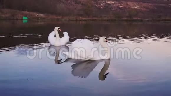 两只浪漫的白天鹅视频的预览图