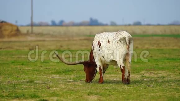 德克萨斯长角牛犊牛放牧牧场动物牲畜视频的预览图