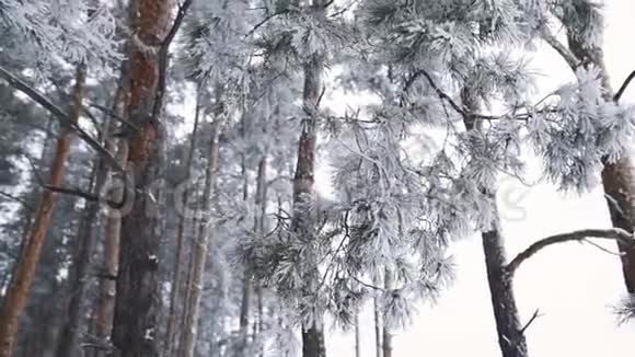 冰冻的树针视频的预览图