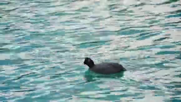 鸭子在蓝水上游泳视频的预览图