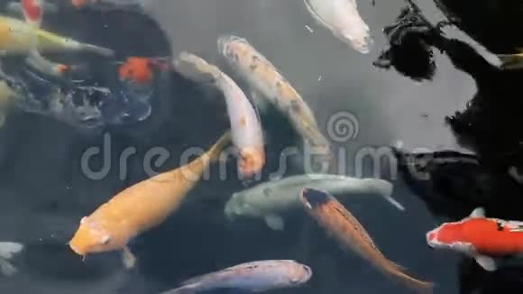 彩色锦鲤鱼在水里视频的预览图