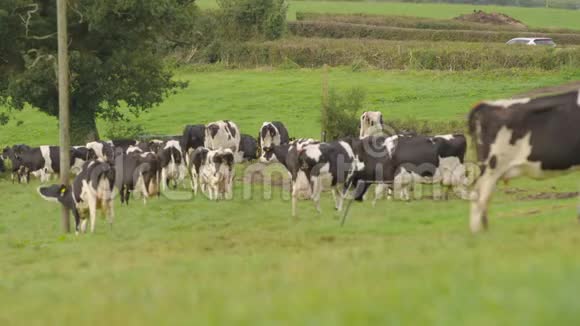 田野里一条土路旁的牛群视频的预览图