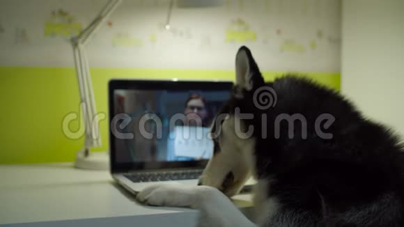 西伯利亚哈士奇狗坐在椅子上和女老师一起看笔记本电脑屏幕家在线宠物教育有趣搞笑视频的预览图