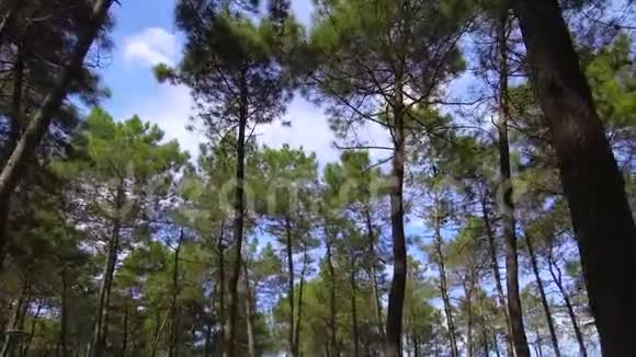绿色的丛林树木和棕榈树对抗蓝天和阳光视频的预览图