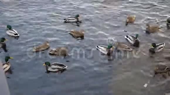 在水面上特写一群鸭子视频的预览图