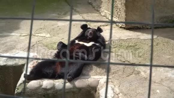 笼子里的棕熊视频的预览图