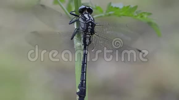 斜尾蜻蜓坐在植物上视频的预览图