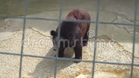 笼子里的棕熊视频的预览图