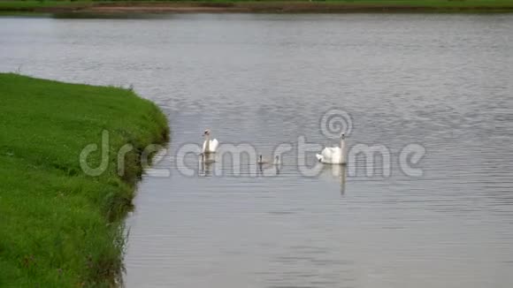 天鹅和鸭子在池塘里游泳视频的预览图